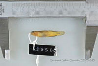 SGQ1355 Elacatinus puncticulatus.jpg