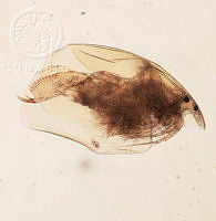 HE009 R 0172 Alona affinis.jpg