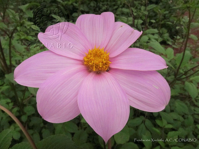 FX011%20Dahlia%20cuspidata.jpg.nyfc8Yb0MYlNLZVhQA3g0JtbmFja29CbnFuZ3NAbXJ6LGtwZwA.n1X17lzDpq