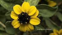 SM0337 Sanvitalia procumbens.jpg