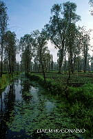 3R 01491 Canal chinampero en Xochimilco.jpg