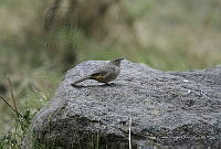 JRRO0081 Melozone fusca.jpg