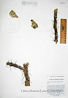 LAC1013 Cylindropuntia thurberi.JPG