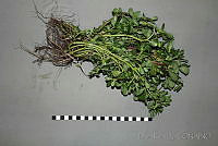 DK2416 Portulaca oleracea.jpg