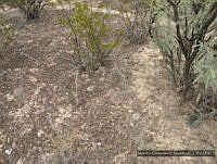 MGE0165 Lophophora williamsii.JPG