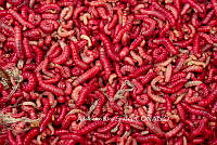 ARS00709 Comadia redtenbacheri.jpg