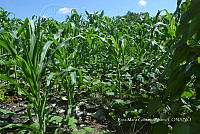SG019 0264 Cucurbita, Zea mays.jpg