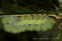 MASM05998 Automeris sp..jpg