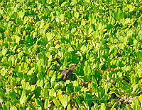 TE001 0175 Hábitat Caiman crocodilus.jpg