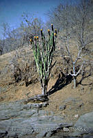 FGM2329 Backebergia militaris.JPG