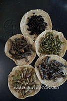 3R00697 Arsenura polyodonta. Atta mexicana, Zea mays.jpg