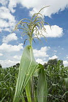 IMDOC3070 Zea sp..JPG