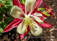 LCF0355 Aquilegia sp..jpg