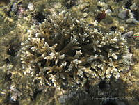 PB001 Acropora prolifera.jpg
