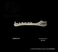 LESS 0392 Choeronyteris mexicana.JPG