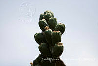 ZAPF0350 Opuntia ficus-indica.jpg