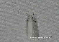 JBV064 Lepidoptera.JPG