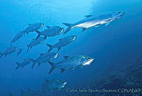 CNS1252 Megalops atlanticus.jpg