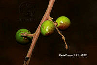 ME010 KV 00005 Comocladia palmeri Rose, 1923_.JPG