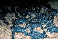 GC0078 Dermochelys coriacea.jpg