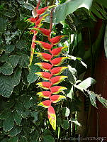 CGL1146 Heliconia sp..jpg