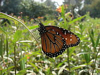 CGL2640 Danaus gilippus ssp. thersippus.jpg