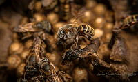 MEP02 Melipona sp..jpg