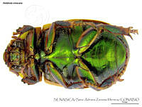 SAZH0483 Pelidnota strigosa.jpg