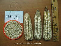 TampJVG106 Zea mays.jpg