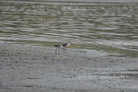 HJ6- 0232- Tringa semipalmata.jpg