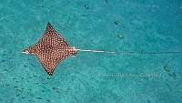 CCR 001 Aetobatus narinari.jpg