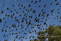 KZ001 Icterus sp..jpg