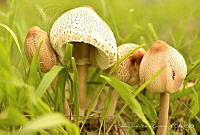 SLYG01 Macrolepiota colombiana.jpg