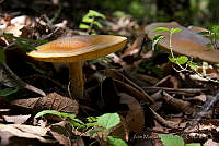 IMDOC1483 Fungi.jpg