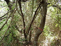 UM001 0145 Avicennia germinans.jpg