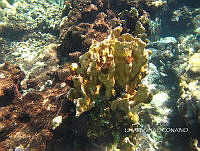 NE018 0207 Millepora alcicornis.jpg