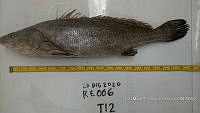 RE006 0032 Totoaba.tif