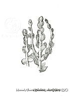 MARL0146 Cephalozia bicuspidata.jpg