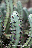 ORGR0323 Myrtillocactus geometrizans.jpg