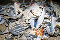 DK1045 Callinectes sp..jpg