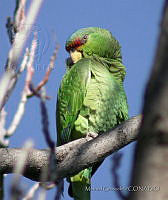 MGaves 2913 Amazona viridigenalis.jpg