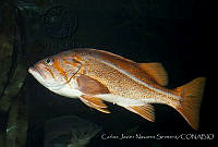 CNS1310 Sebastes pinniger.jpg