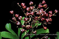Atleq 0152 Cupania glabra.jpg