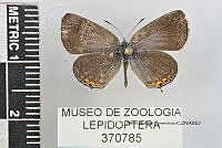 JF018 0764 Cupido comyntas.jpg