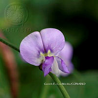 RG055 0070 Phaseolus vulgaris.JPG