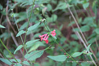 proy JF091 0467 Stachys coccinea.JPG