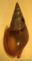 MRyRR0030 Anachis bicanaliferum.jpg