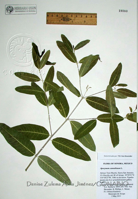 DZAJ526%20Apocynum%20cannabinum.JPG.riffiMT1Mc8hX3dhQA3g0JtbmFja29CbnFuZ3NAbXJ6LGtwZwA.oEB17xmj8U