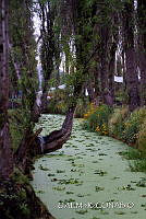 3R 01392 Canales de Xochimilco con vegetación.jpg