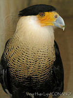 VHL0011 Caracara cheriway.jpg